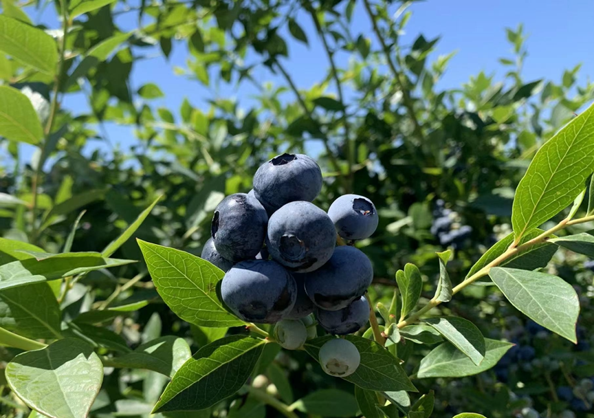 US Blueberries Season Debut in China Features New 'Peachy Blue